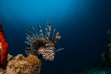 Naklejka na ściany i meble An invasive lionfish in the Caribbean is stalking its prey for its next meal. This invasive species is causing damage to the environment by eating local fish stocks too much
