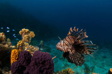An invasive lionfish in the Caribbean is stalking its prey for its next meal. This invasive species is causing damage to the environment by eating local fish stocks too much