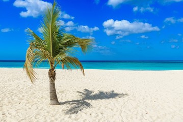 The beautiful Eagle Beach in Aruba with a palm tree at sunset.