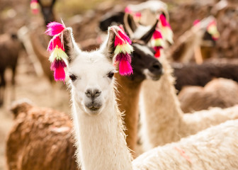 Andes region Bolivia lama closeup