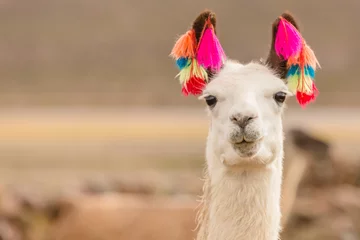Selbstklebende Fototapete Lama Andenregion Bolivien Lama Nahaufnahme
