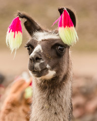 Andes region Bolivia lama closeup © Agata Kadar