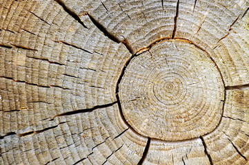 Fototapeta premium Close-up photo of texture of old wood with annual rings and cracks