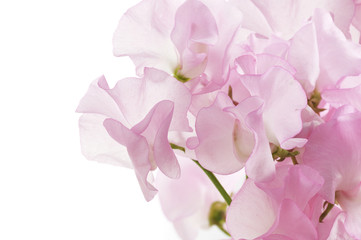 floral background of sweet pea flowers