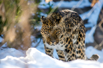 far Eastern leopard in winter the predator is a dangerous animal