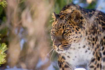 far Eastern leopard in winter the predator is a dangerous animal