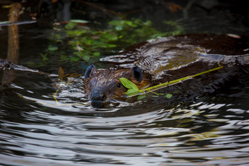 Beaver swimming in river with leafy branch