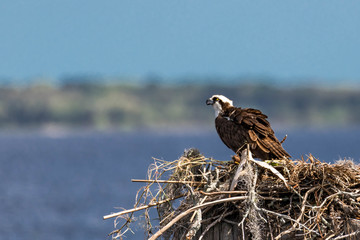 Osprey Bird in Nest