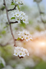 Pear flower blooming in spring