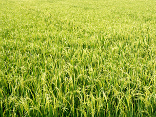 Paddy fields in the summer.
