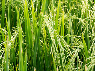 Paddy fields in the summer.