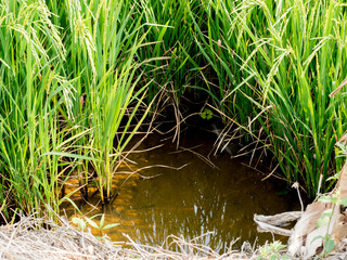 Paddy fields in the summer.