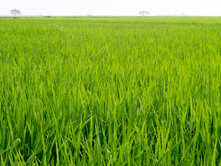 Paddy fields in the summer.