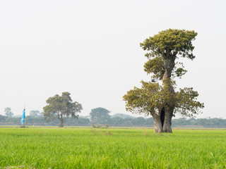 Fototapeta na wymiar Solitary tree of field in early summer.