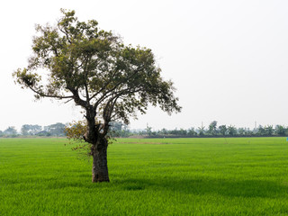 Solitary tree of field in early summer