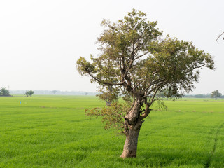 Solitary tree of field in early summer
