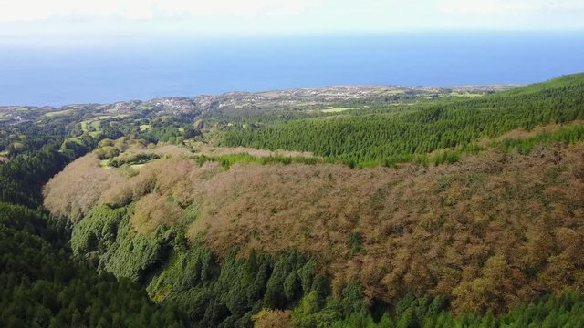 Forest - Azores, Portugal