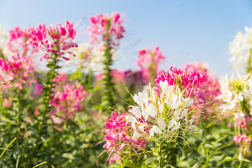 Pink and white spider flower agent blue sky