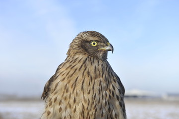 Tawny eagle, in the wild nature