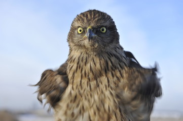 Tawny eagle, in the wild nature