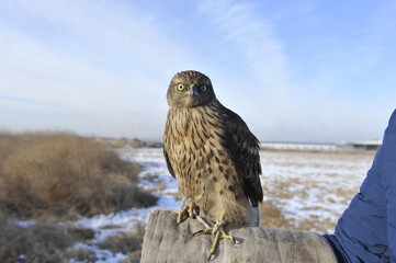 Tawny eagle, in the wild nature