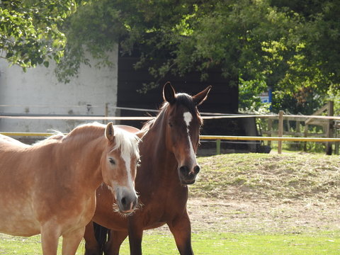 Two horses