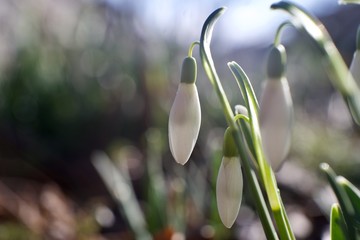 macro of snowdrops in spring, nice bokeh, just one in focus