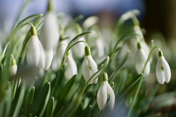 closeup of snowdrops in spring with nice bokeh