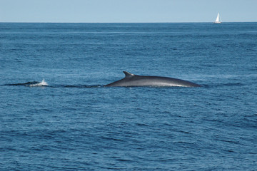 Fototapeta premium Finback whale breaching