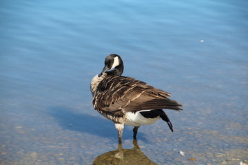 Canada Goose At William Hawrelak Park, Edmonton, Alberta