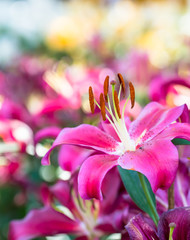 Pink lily flower in garden