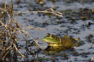 Bullfrog resting near lakeshore in shallow water.