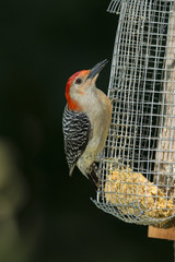Male Red-breasted Woodpecker on suet feeder.