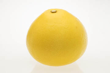 土佐文旦　高知県産　白抜き