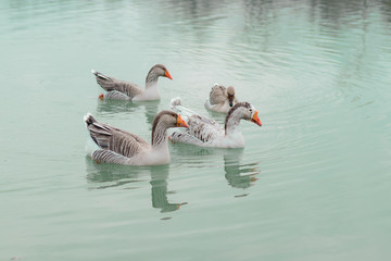 Geese on Water
