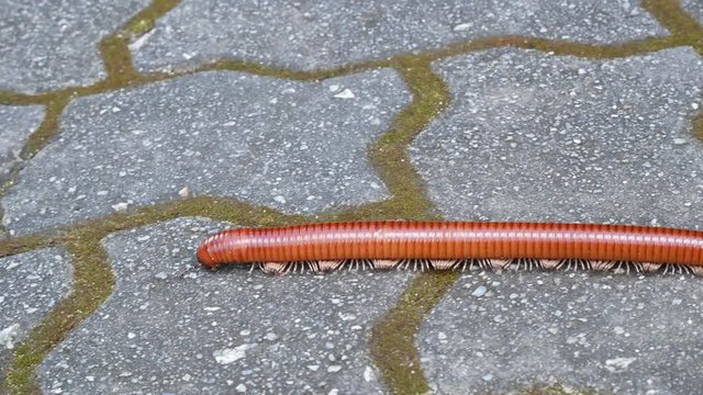 Millipede walking on the floor.
