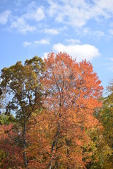 Fototapeta na wymiar Fall Trees 