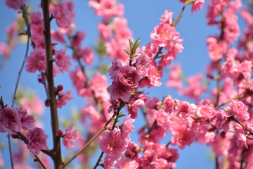 Peach blossoms