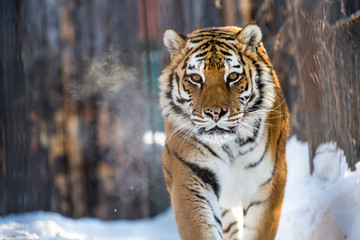 Amur or Ussuri tiger, in winter or the far Eastern tiger is the northernmost. Listed in the Red book