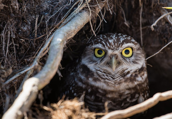 A burrowing owl peers out from its hiding place