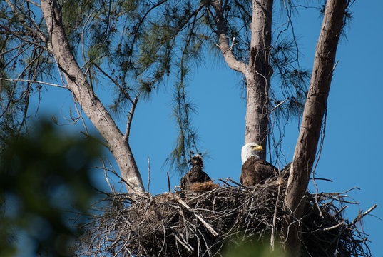 A bald eagle and an eaglet sit in their nest
