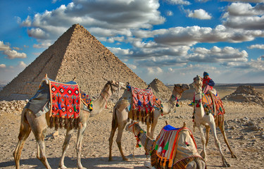 Camels with Great Pyramids