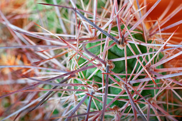 Cactus with long, thick, sharp, terrible spines. Close-up. Concept unfriendliness, self-defense, inaccessibility. Top view.