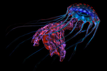 Naklejka premium Niebiesko-czerwona meduza na czerni - Meduza oceaniczna wyszukuje zdobycz i używa swoich trujących macek, aby ujarzmić zwierzęta, na które poluje.