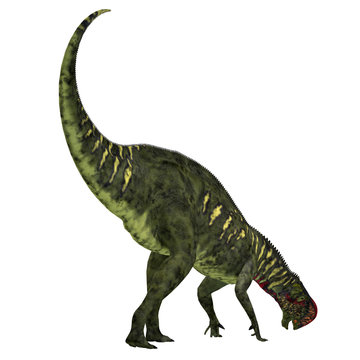 Altirhinus Dinosaur Tail - Altirhinus was an iguanodont herbivore dinosaur from the Cretaceous Period of Mongolia.