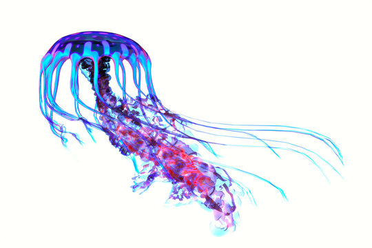 Blue Red Jellyfish - The ocean jellyfish searches for fish prey and uses its poisonous tentacles to subdue the animals it hunts.
