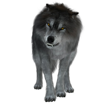 Dire Wolf on White - The Dire Wolf was a prehistoric carnivore that lived in North and South America during the Pleistocene Period.