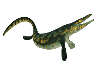 Tylosaurus Reptile Side Profile - Tylosaurus was a carnivorous marine reptile that lived in the North America Western Interior Seaway during the Cretaceous Period.