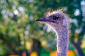 Attentive view of an ostrich with a blurred background