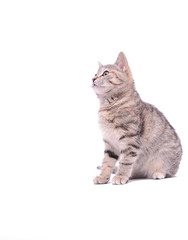 Obraz premium Cute grey kitten isolated on white background 